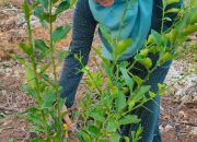Riset Pelestarian 300 Pohon Jeruk Siompu di Mawasangka, Prof Husna: Pertumbuhannya Baik