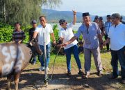 Empat Desa di Konawe Utara Terima Bantuan Sapi Kurban dari KUPP Molawe