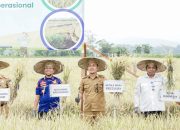 Tiga Kali Panen Padi, Empat Kali Panen Jagung: Target Distan Kendari di 2025