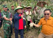 Panen Jagung di Lapas Kendari: Sukses Berdayakan Warga Binaan dan Tingkatkan Ketahanan Pangan