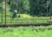 Komitmen Transparansi dan Keberlanjutan, PT Vale Indonesia Raih Penghargaan Asia Sustainability Reporting Awards ke-10