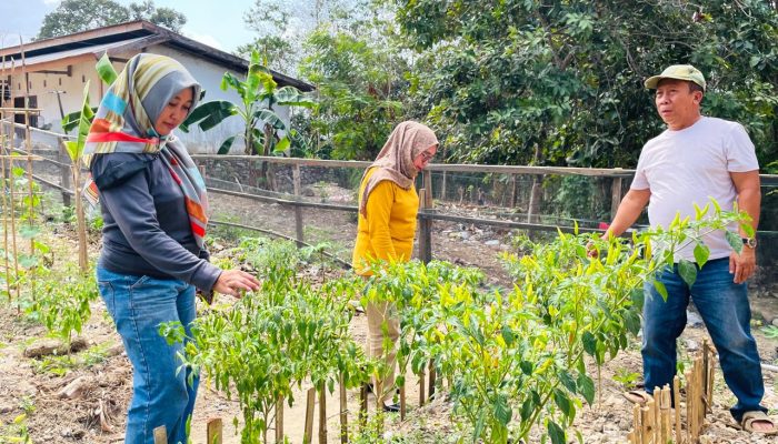 Dinas Ketapang Kendari Dorong Warga Tanam Cabai di Pekarangan Rumah, Tekan Dampak Inflasi