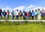 Kekeringan Melanda Sawah Amohalo, 22 Hektare Berhasil Diselamatkan