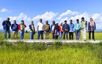 Kekeringan Melanda Sawah Amohalo, 22 Hektare Berhasil Diselamatkan