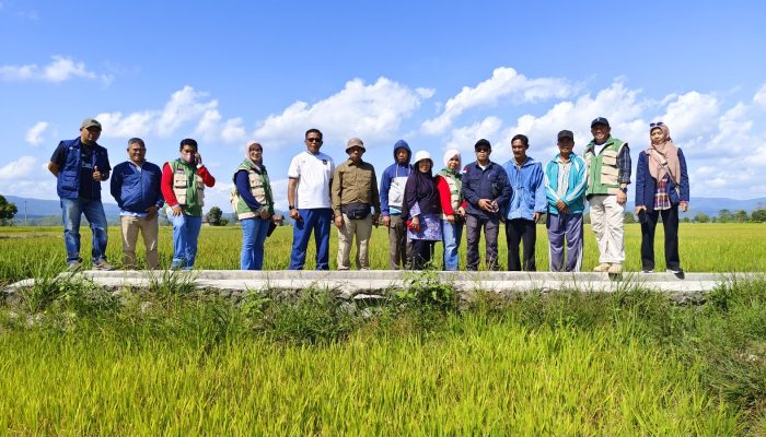 Kekeringan Melanda Sawah Amohalo, 22 Hektare Berhasil Diselamatkan